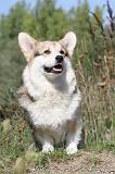 CORGI PEMBROKE 336